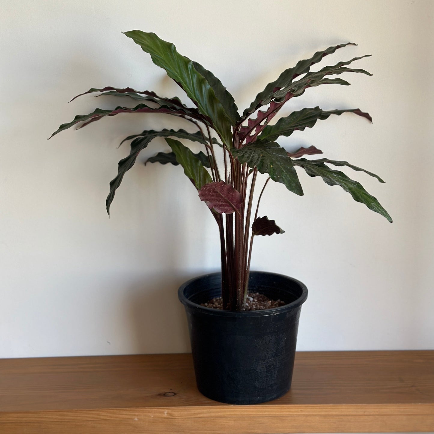 Potted velvet plant on a wooden shelf with a plain white background | kaynuna| Cairo|shop indoor plants