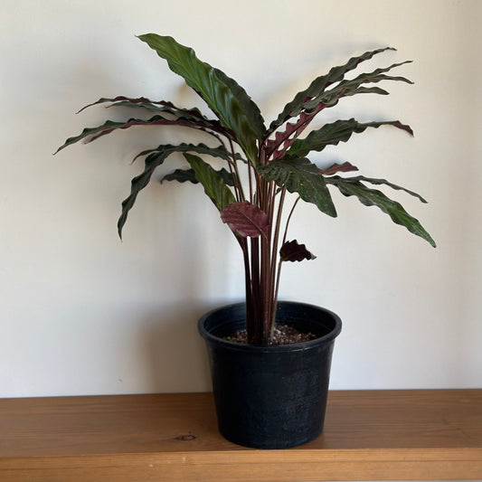 Potted velvet plant on a wooden shelf with a plain white background | kaynuna| Cairo|shop indoor plants