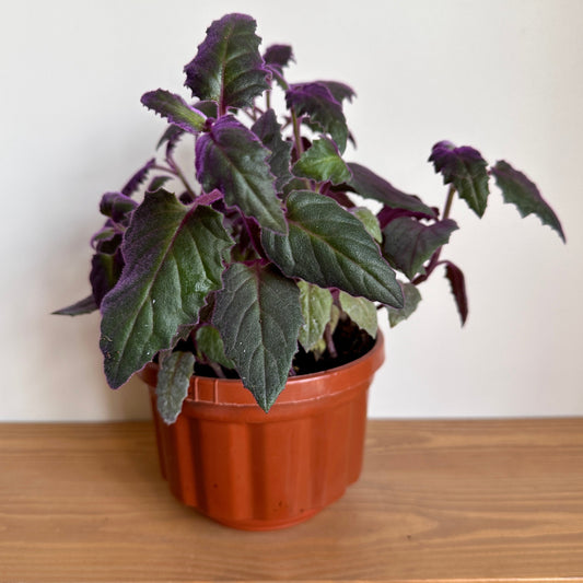 A potted houseplant with deep purple leaves and vibrant chartreuse underside, placed on a wooden surface with a plain background.