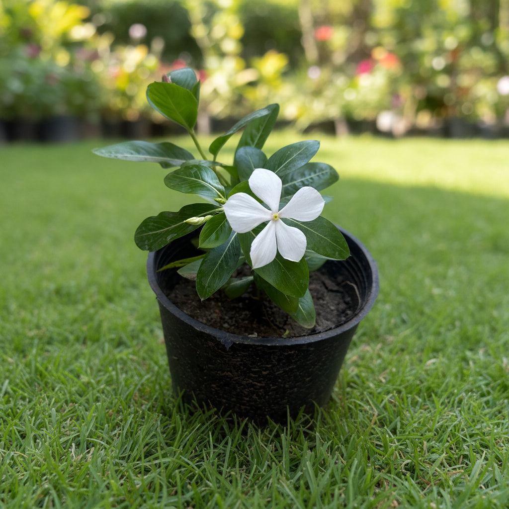 Small potted plant with a white flower on a textured stone surface