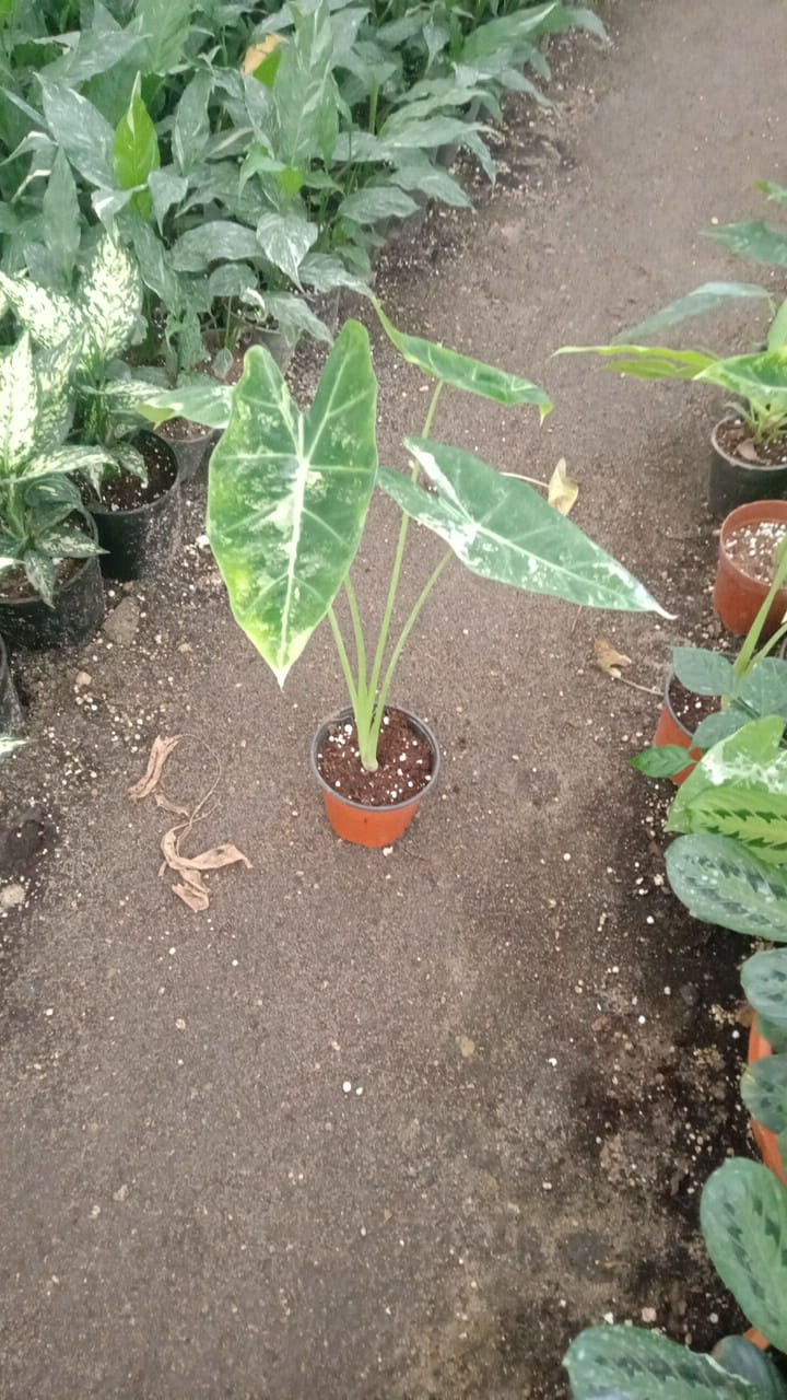 Alocasia White Frydek