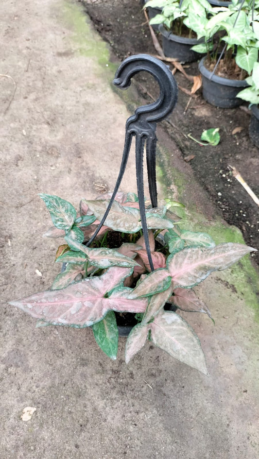 Pink & Green Arrowhead Syngonium