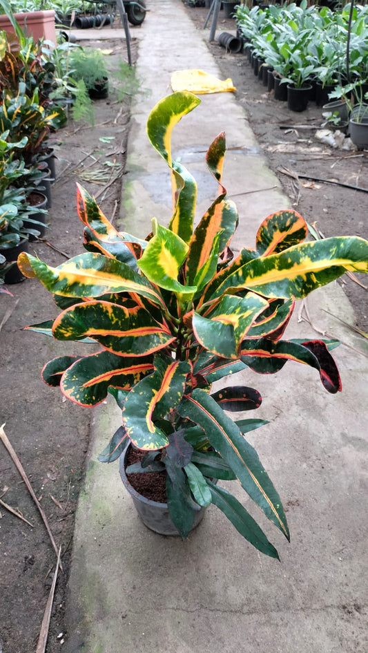 Croton Mammy