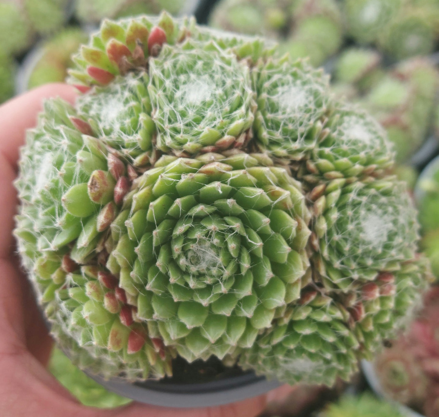 Hens & Chicks Succulents