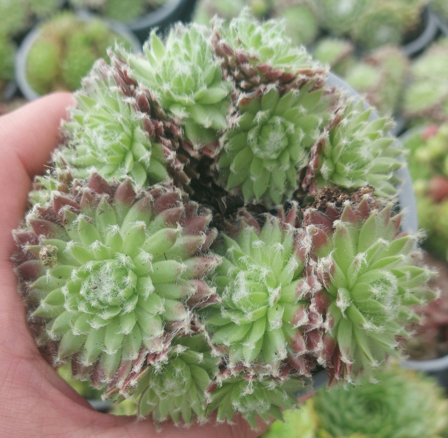 Hens & Chicks Succulents