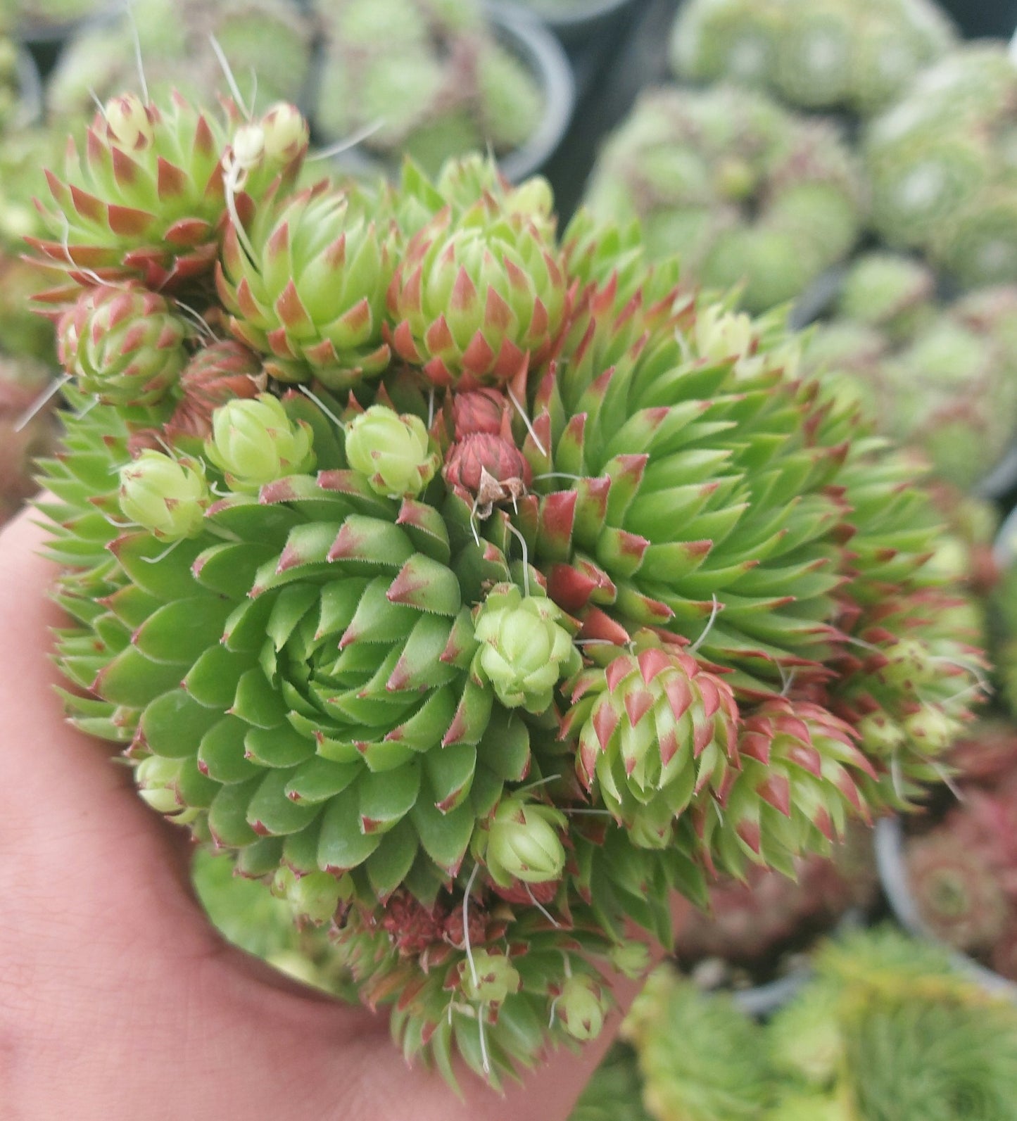 Hens & Chicks Succulents