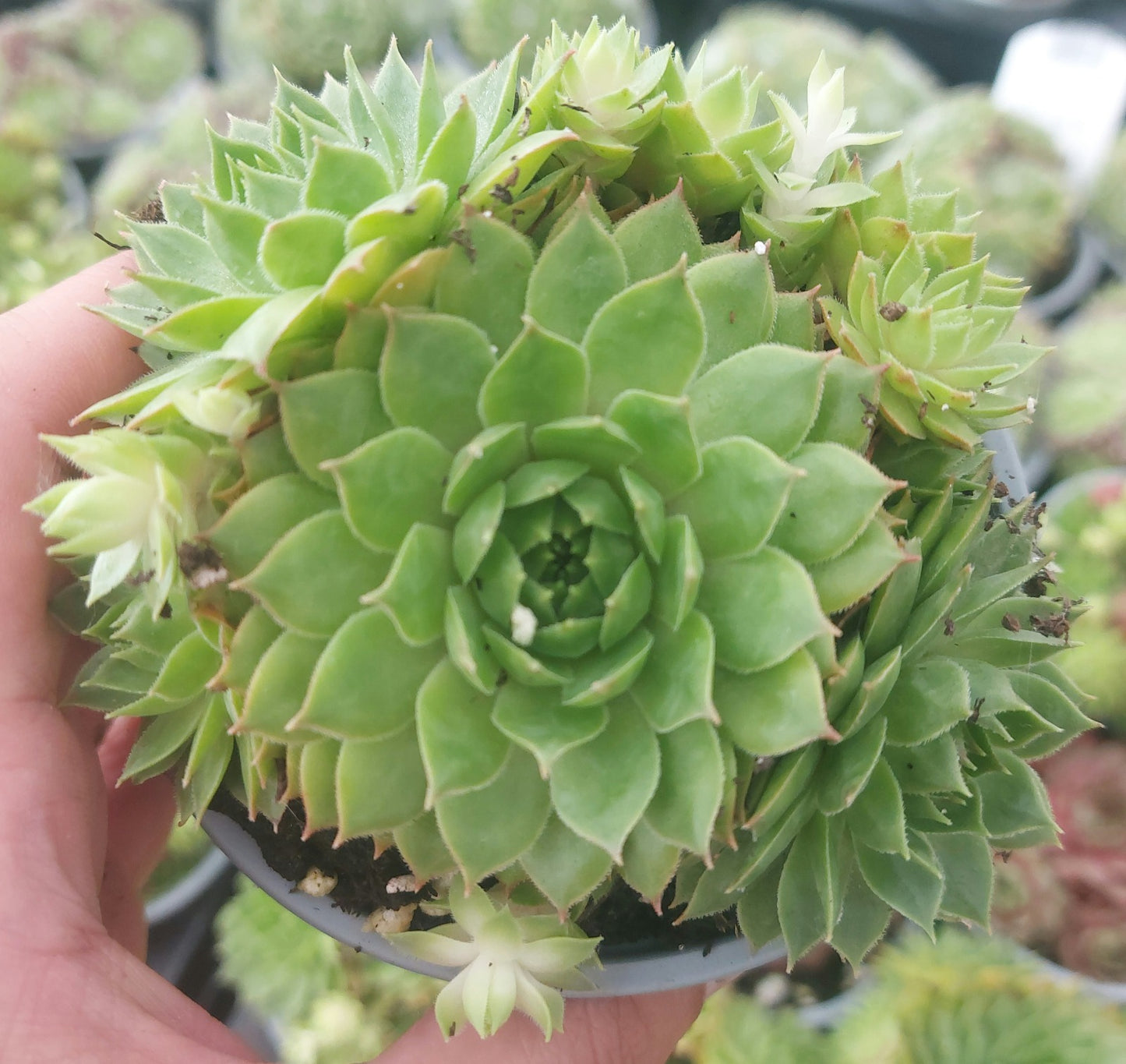 Hens & Chicks Succulents
