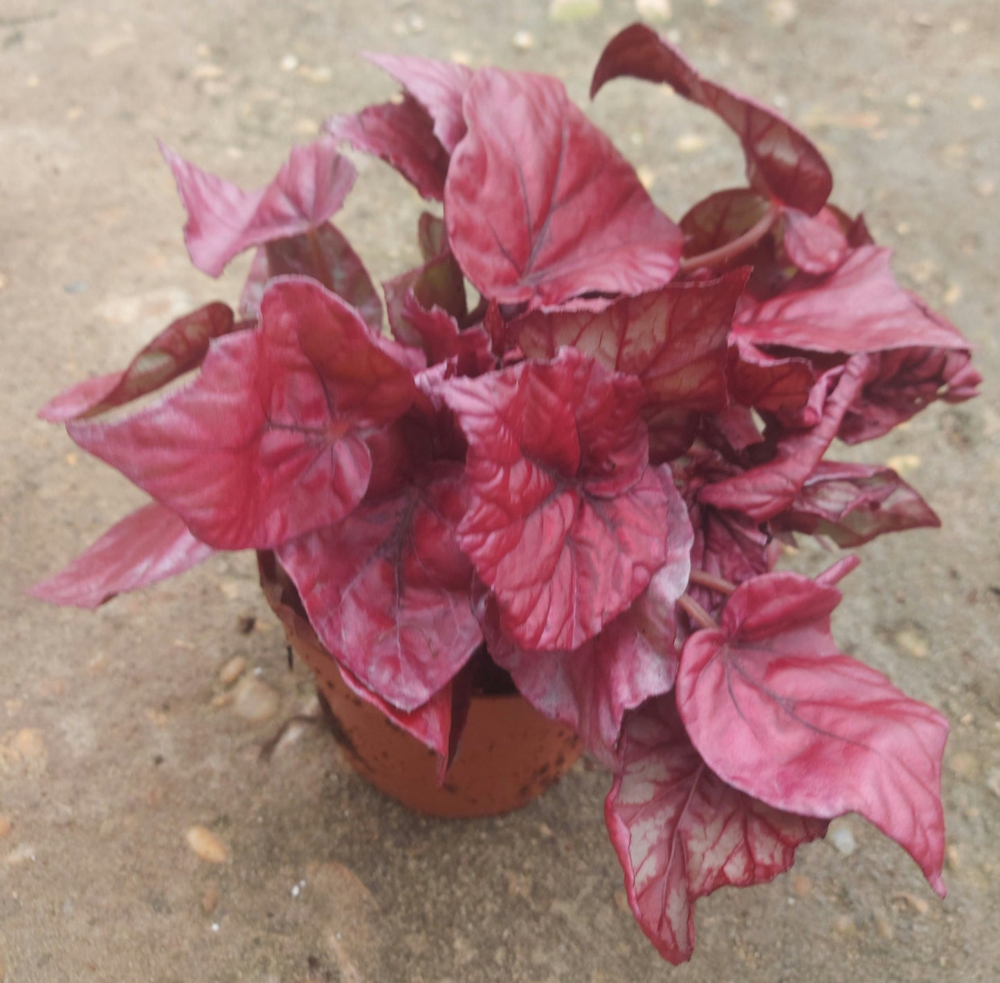 Painted-leaf Begonia - Pink and Silver