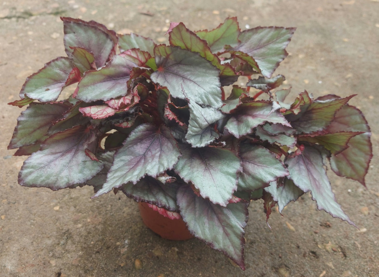Painted-leaf Begonia - Pink and Silver