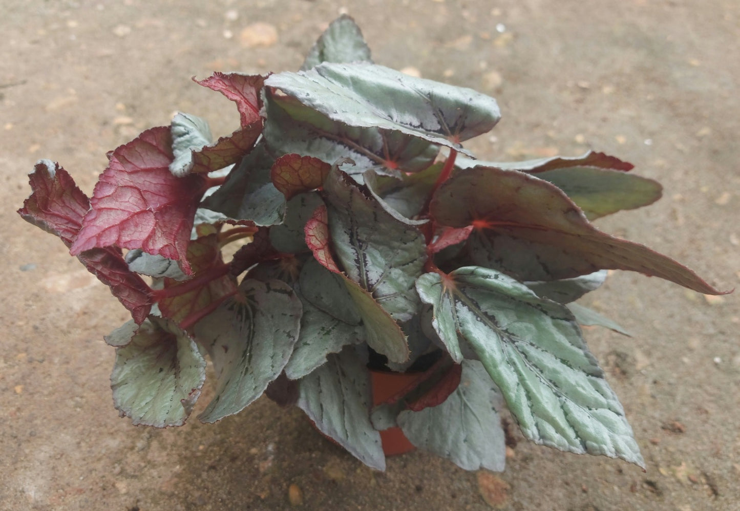 Painted-leaf Begonia - Pink and Silver