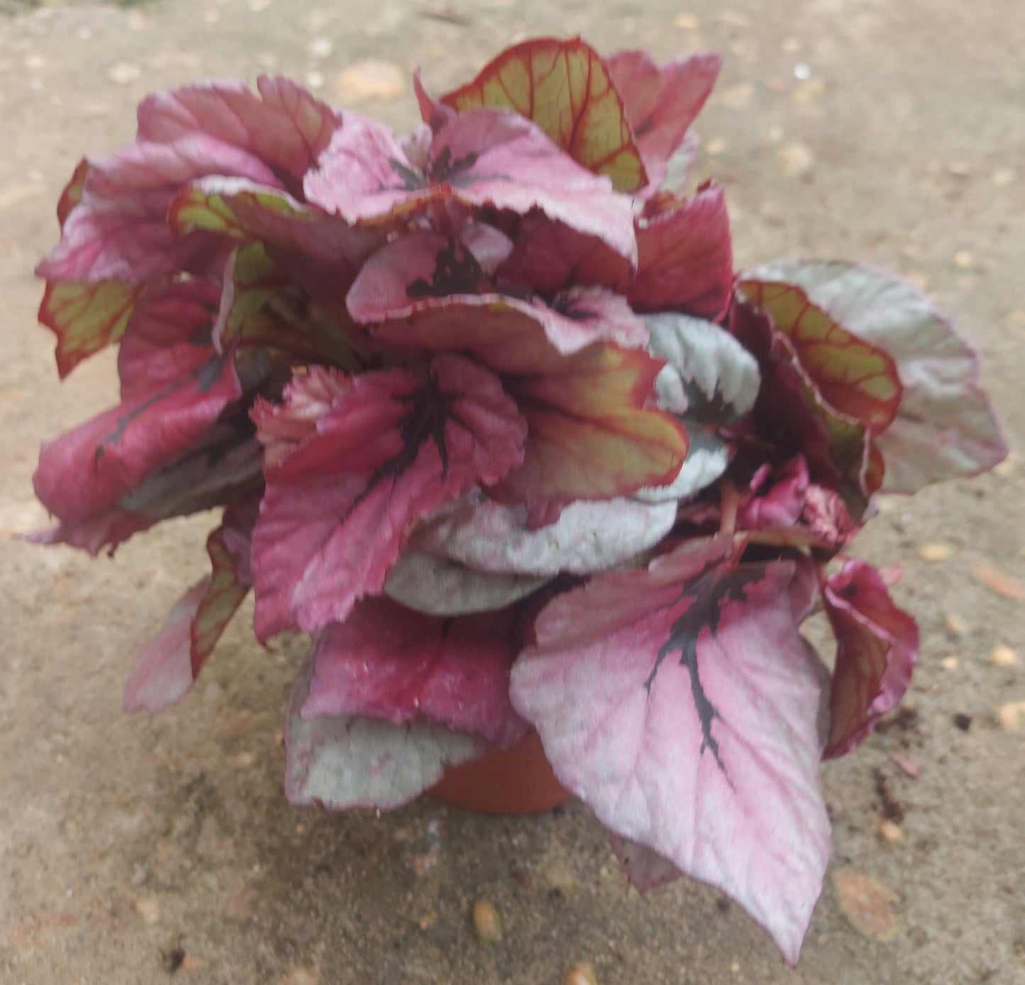 Painted-leaf Begonia - Pink and Silver
