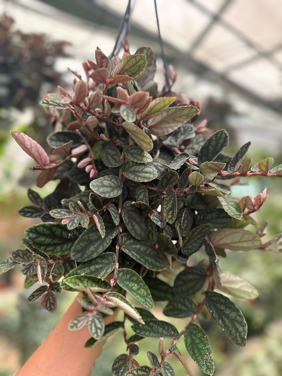 Watermelon Pellionia