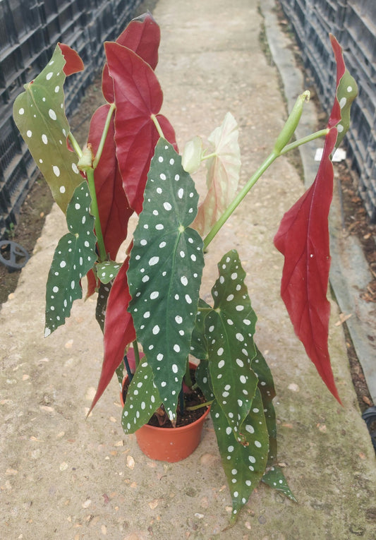 Polka Dot Begonia