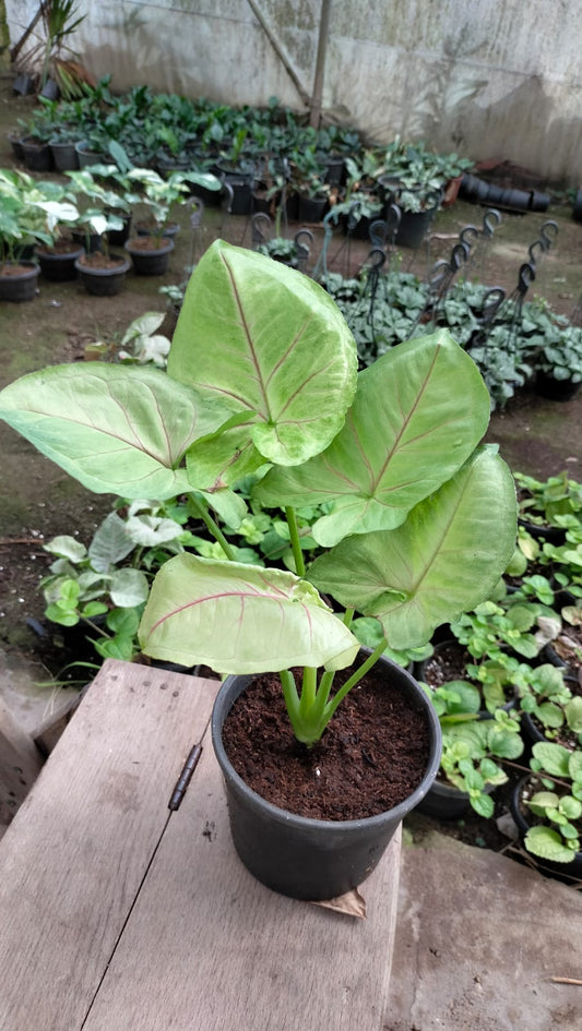 White Butterfly - Syngonium