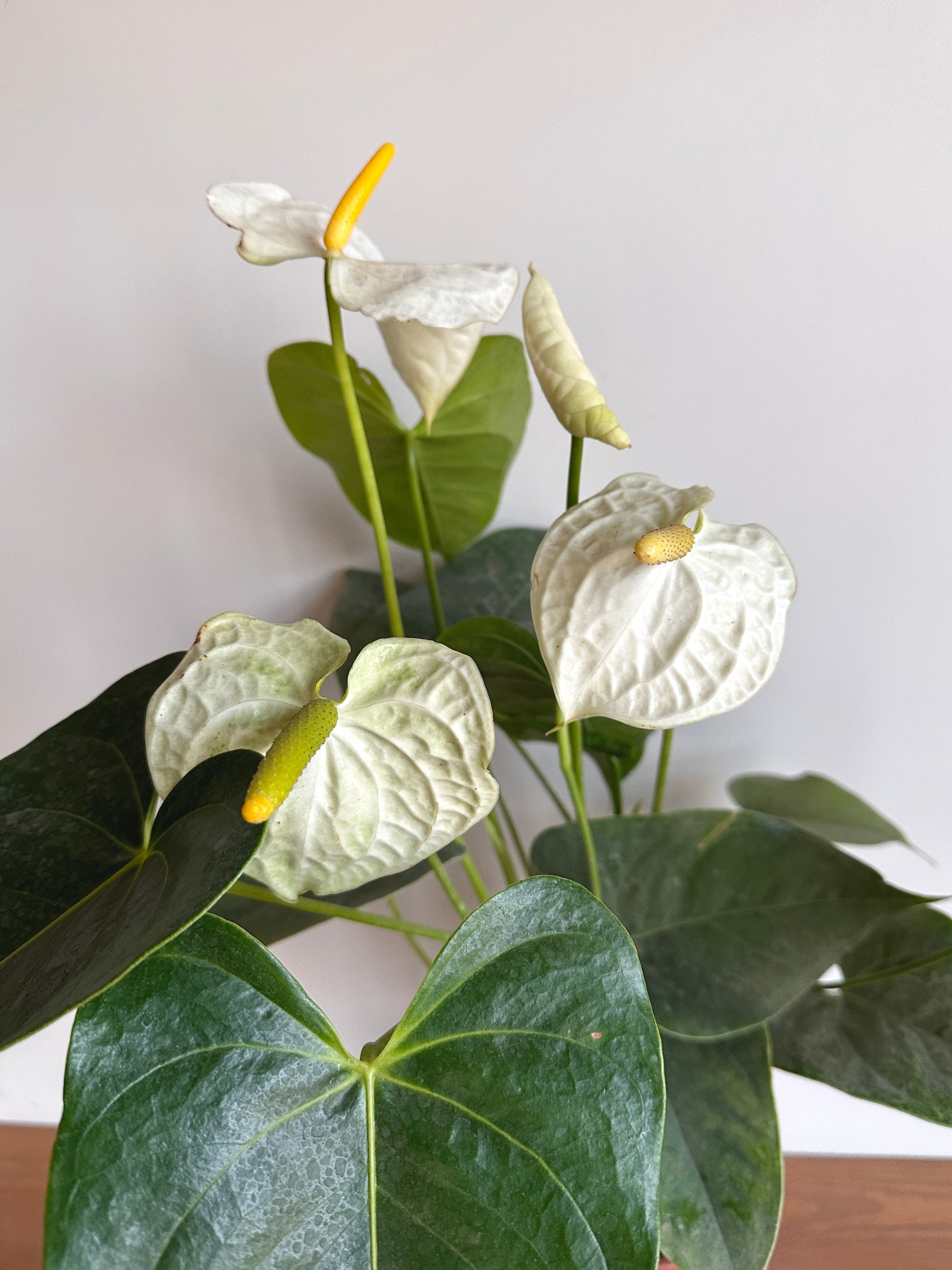 anthurium white care White Flamingo Flower – Elegant Anthurium Indoor Plant Care – Kaynuna.co
