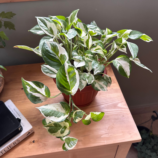 White Pothos Plant (Epipremnum aureum) - Available on Kaynuna.co in Cairo, Egypt"