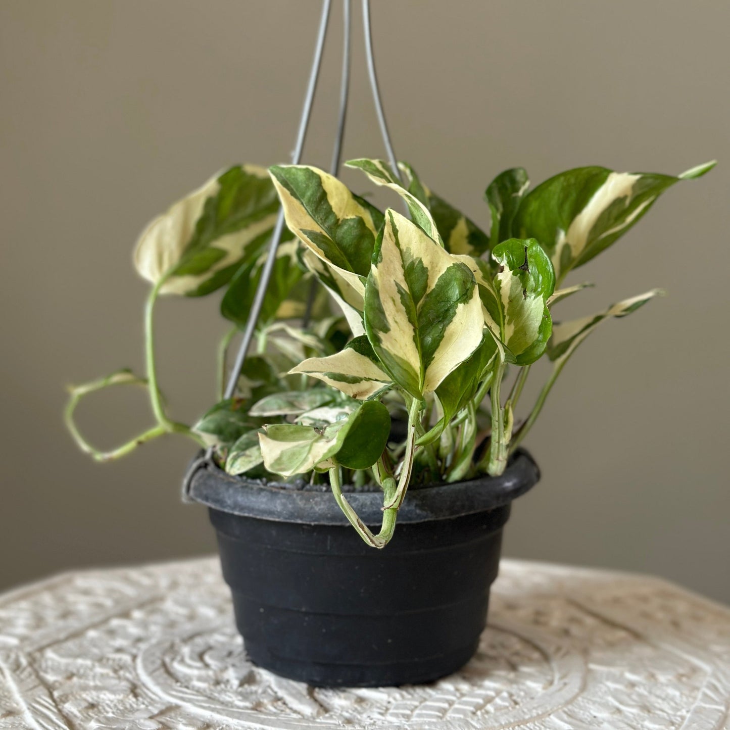 White Pothos, Epipremnum Aureum, in Black hanging plastic pot