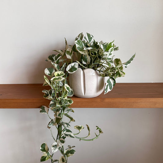 White Pothos in Ceramic pot