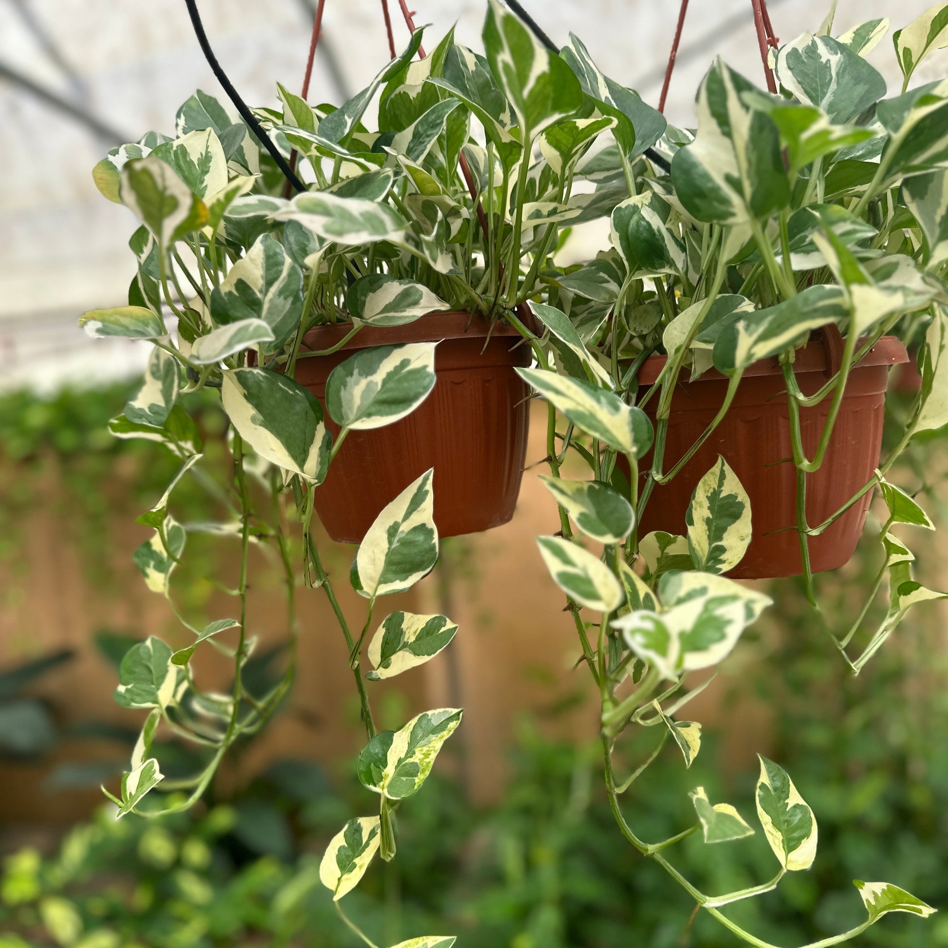 Hanging potted white pothos plants with variegated leaves in a greenhouse setting