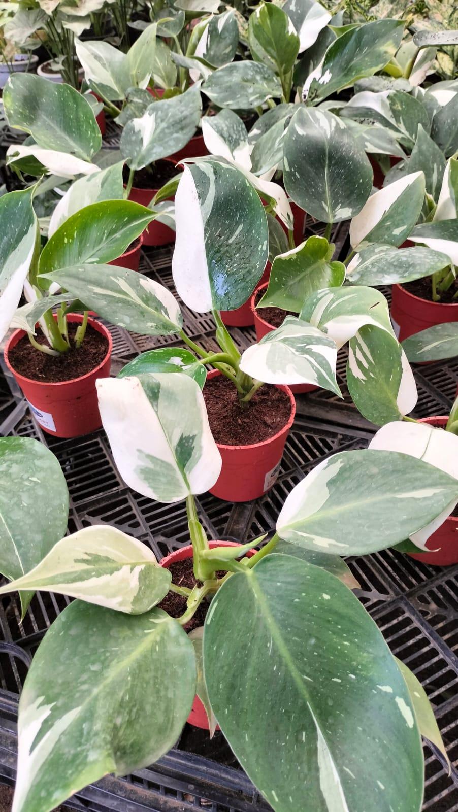 Philodendron White Princess