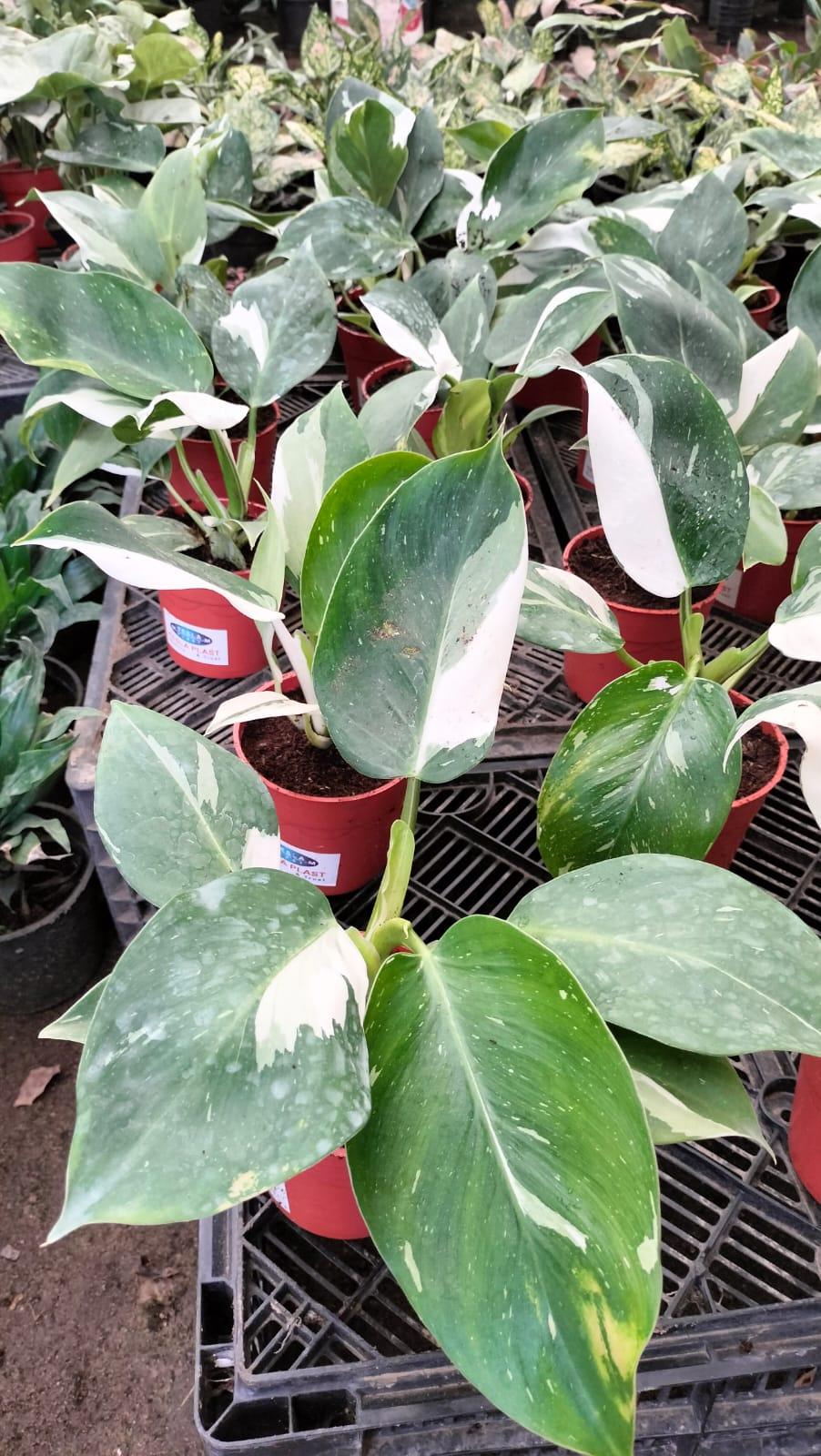 Philodendron White Princess