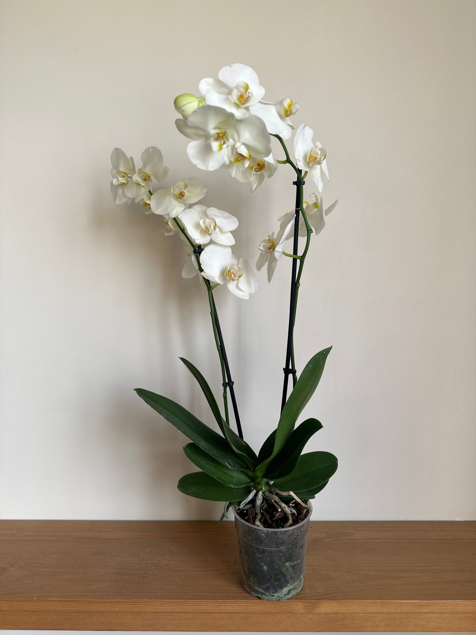 White orchid plant in a pot on a wooden surface with a plain background