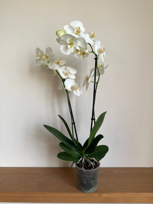 White orchid plant in a pot on a wooden surface with a plain background