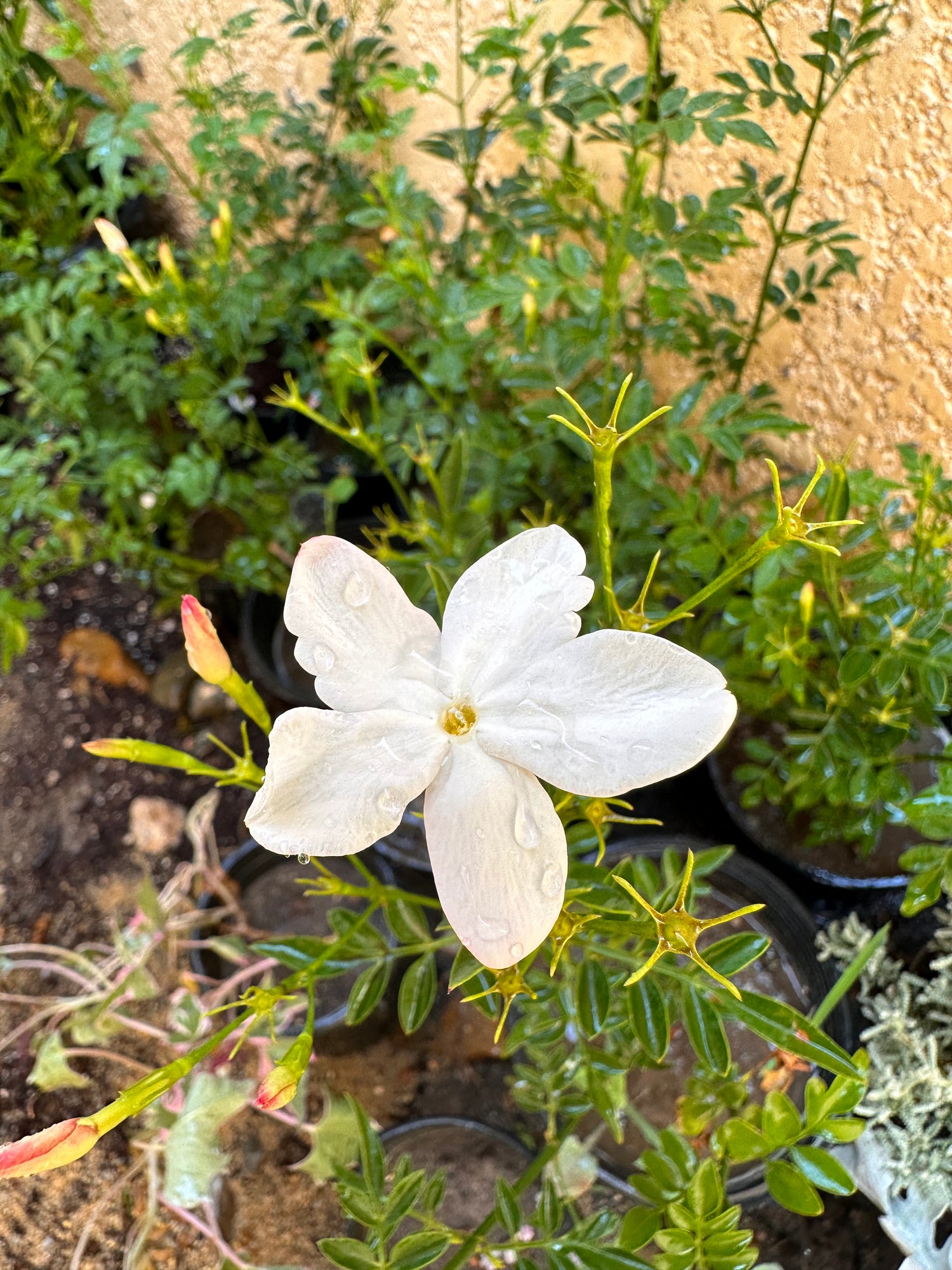 A potted Yasmeen Baladi plant with small white flowers, placed against a backdrop of greenery and a beige wall.