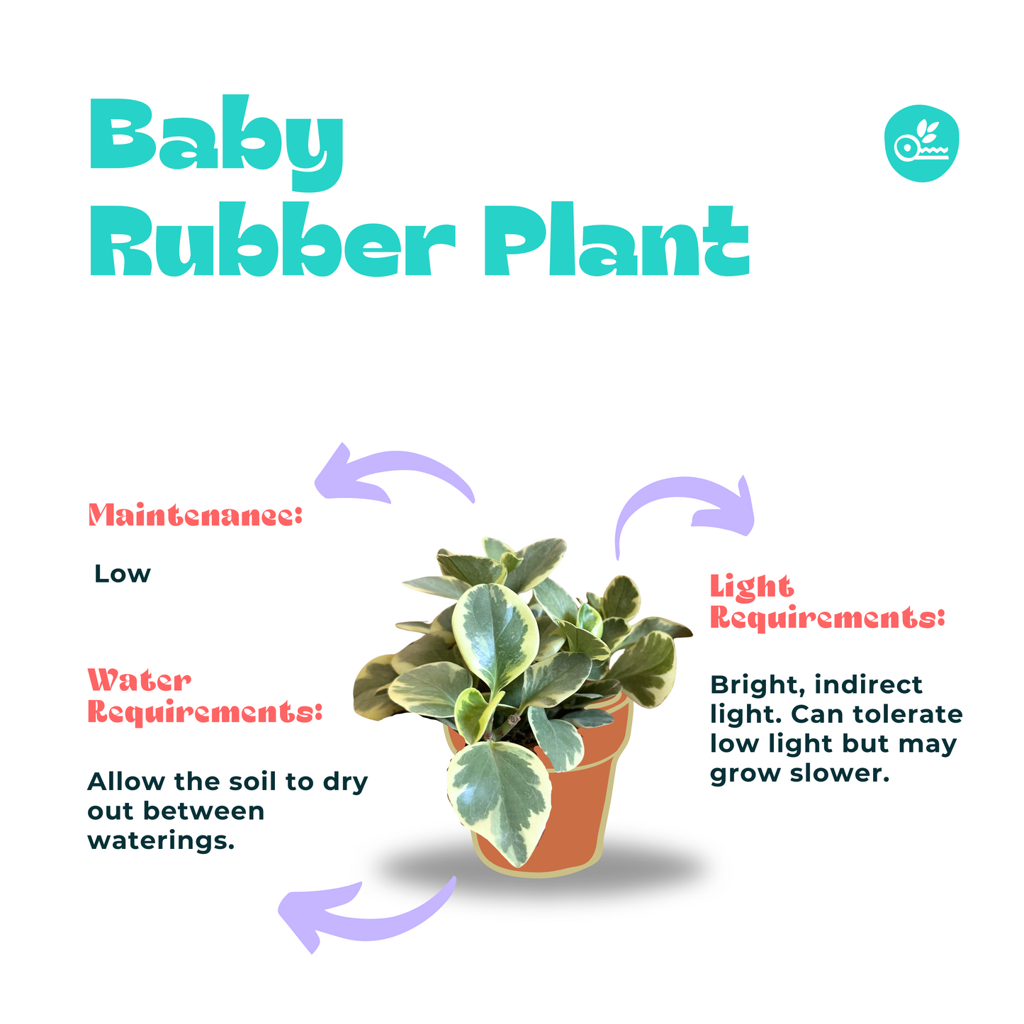 Yellow Baby Rubber Plant Care Guide