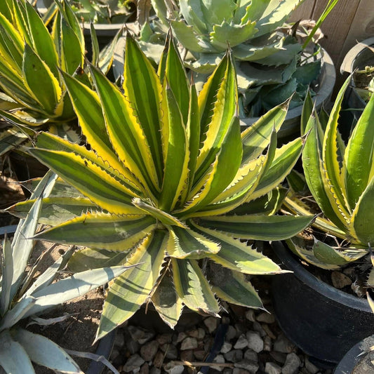 shop Yellow and green Agave Succulent in cairo |kaynuna