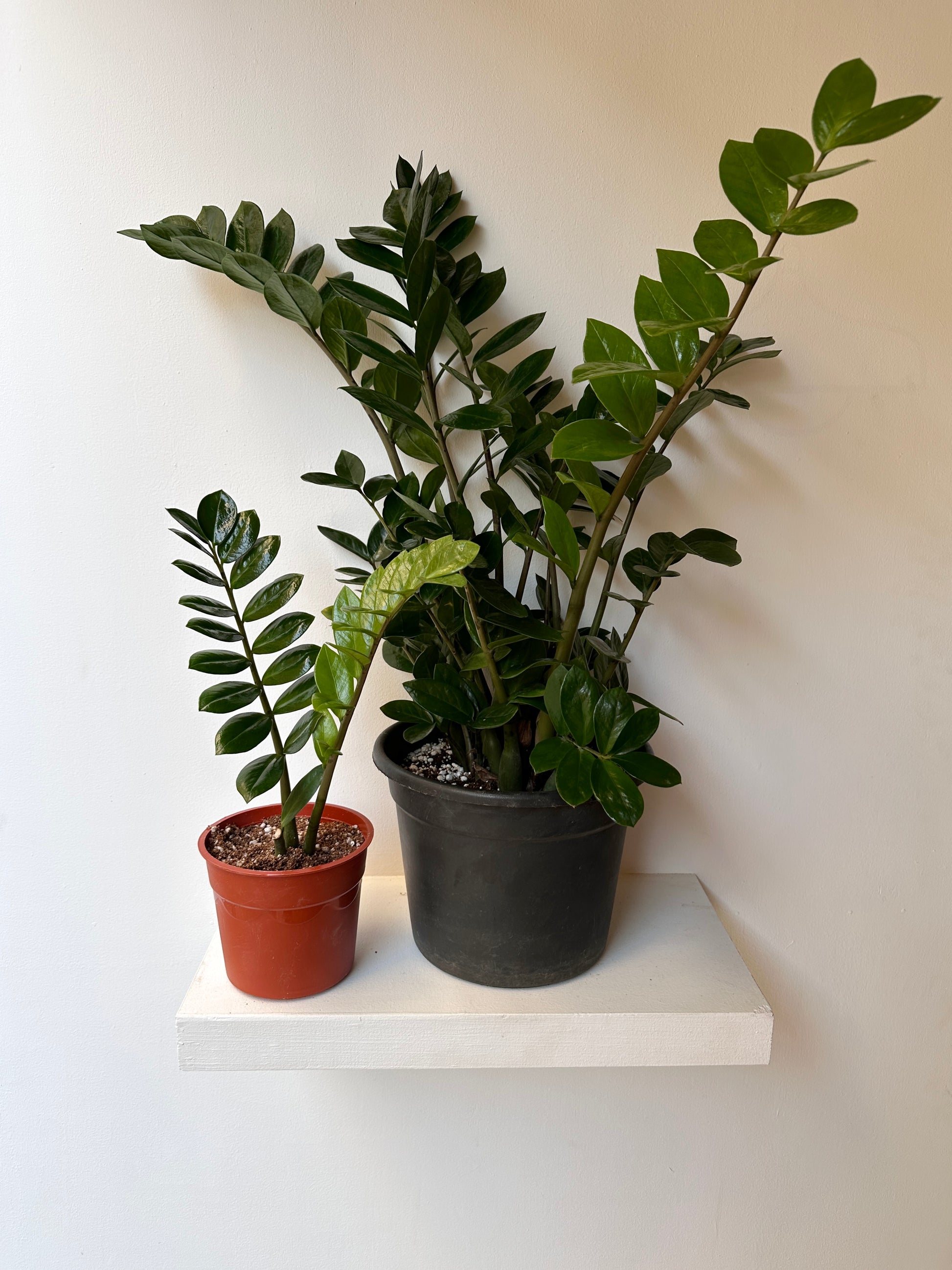 Two potted ZZ plants on a white shelf against a plain wall | kaynuna | Egypt
