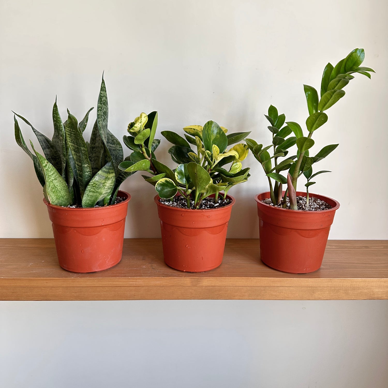 Three potted houseplants placed on a wooden shelf. From left to right: a Sansevieria, a Peperomia, and a Zamioculcas.|kaynuna zero effort plant bundle|