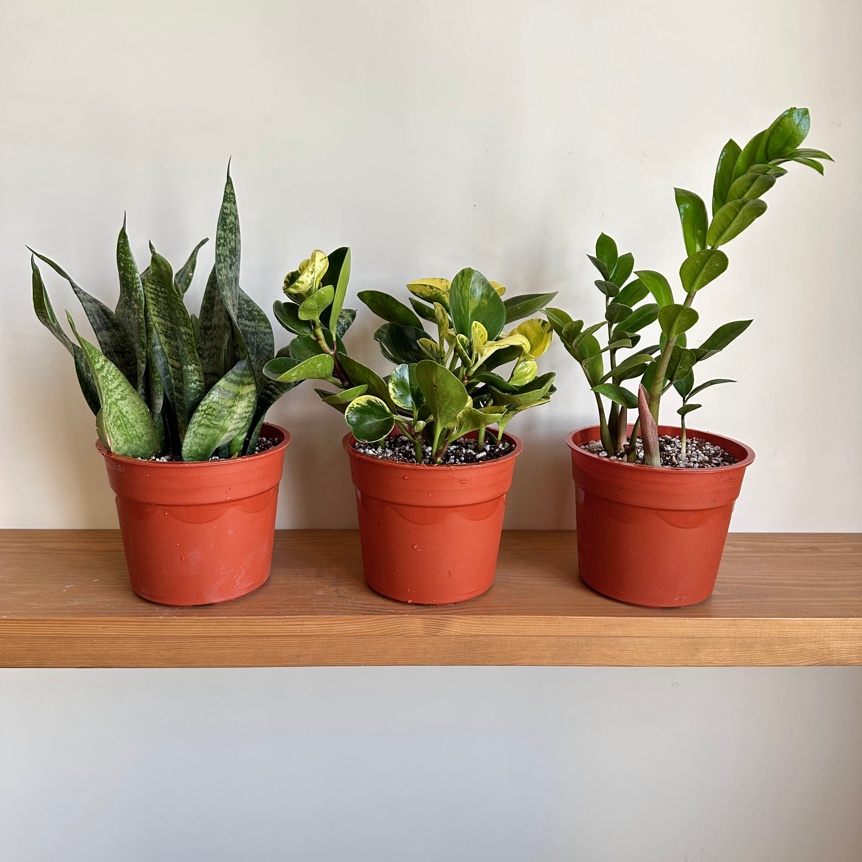 Three potted houseplants placed on a wooden shelf. From left to right: a Sansevieria, a Peperomia, and a Zamioculcas.|kaynuna zero effort plant bundle|
