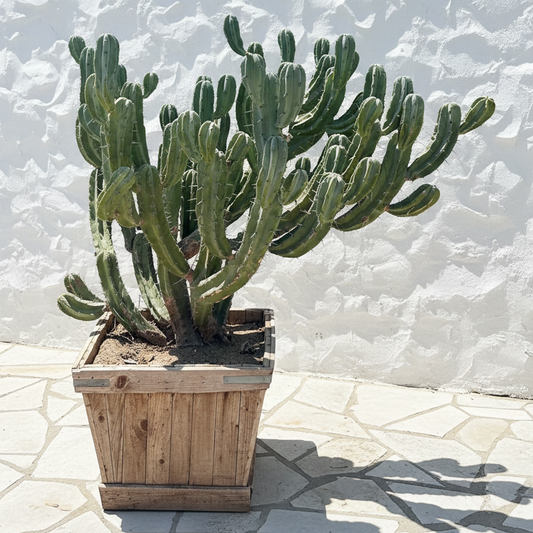 Potted cacti in a garden setting with a wooden planter and various pots.