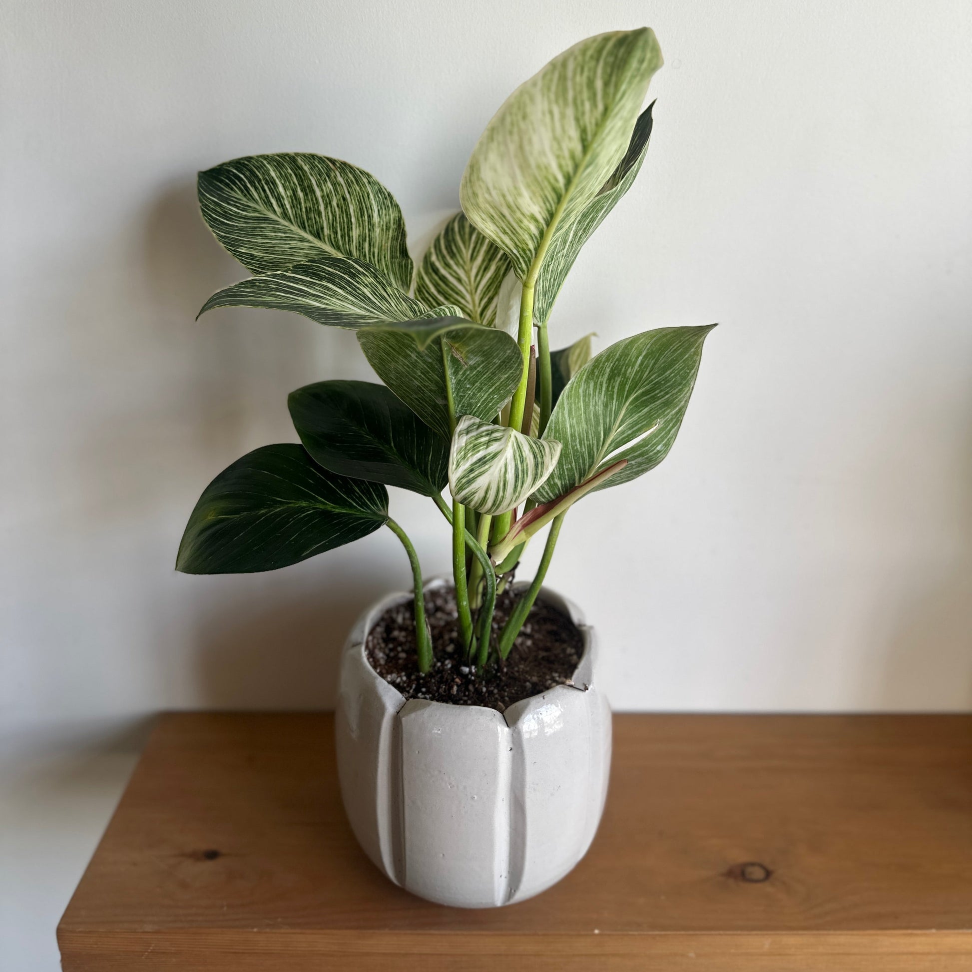Potted plant on a wooden shelf with a plain background