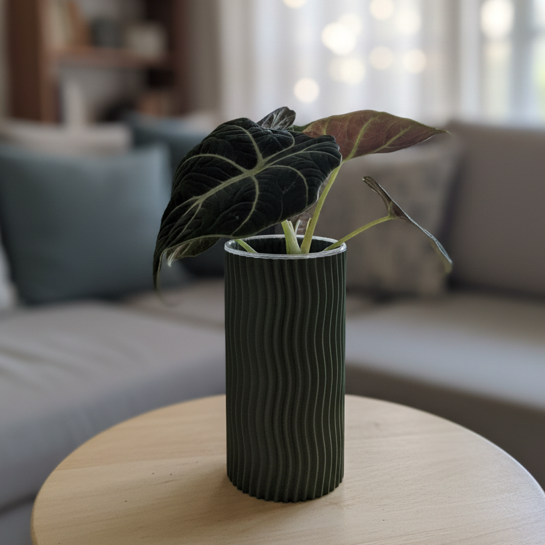 Alocasia 'Black Velvet'