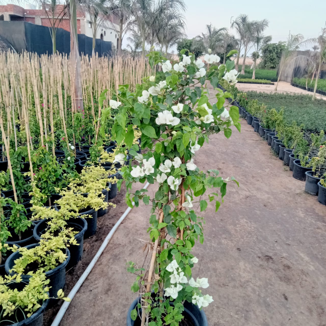 white bougainvillea on a stick