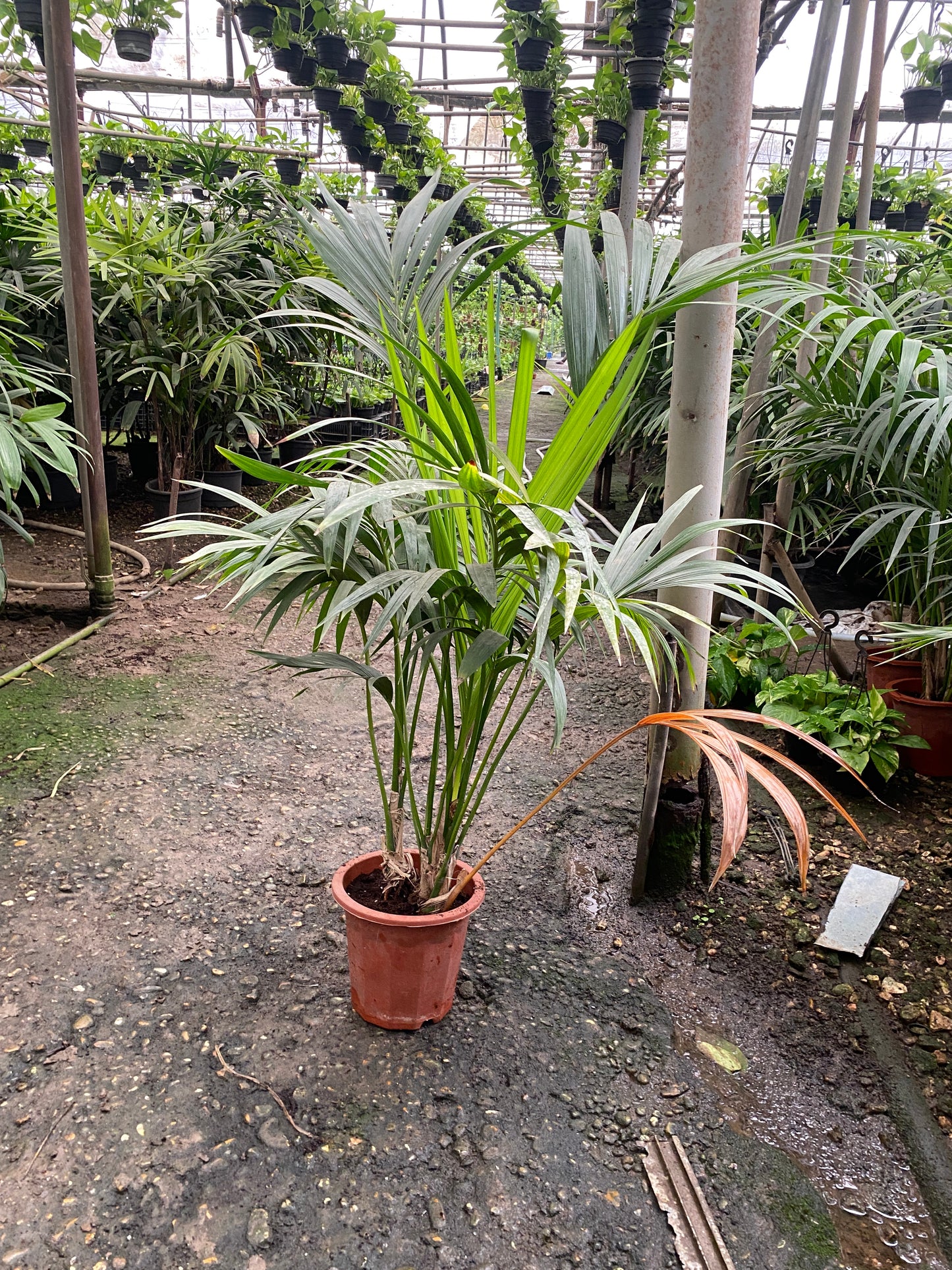 Kentia Palm