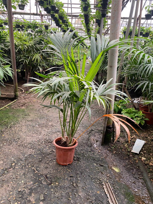 Kentia Palm