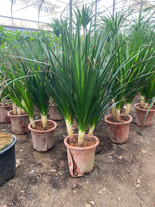 Cambodian Dragon Tree
