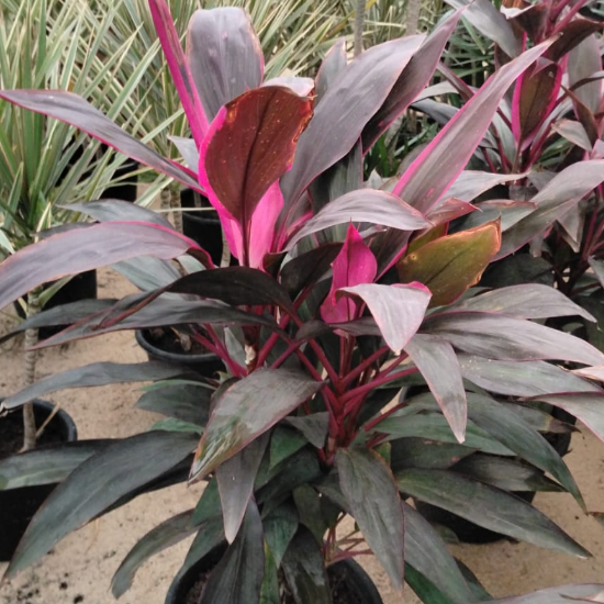 Indoor Cordyline plant with colorful foliage in shades of green, pink, and red, placed near a window with bright indirect light.