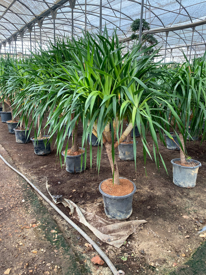 Draco Dragon Tree