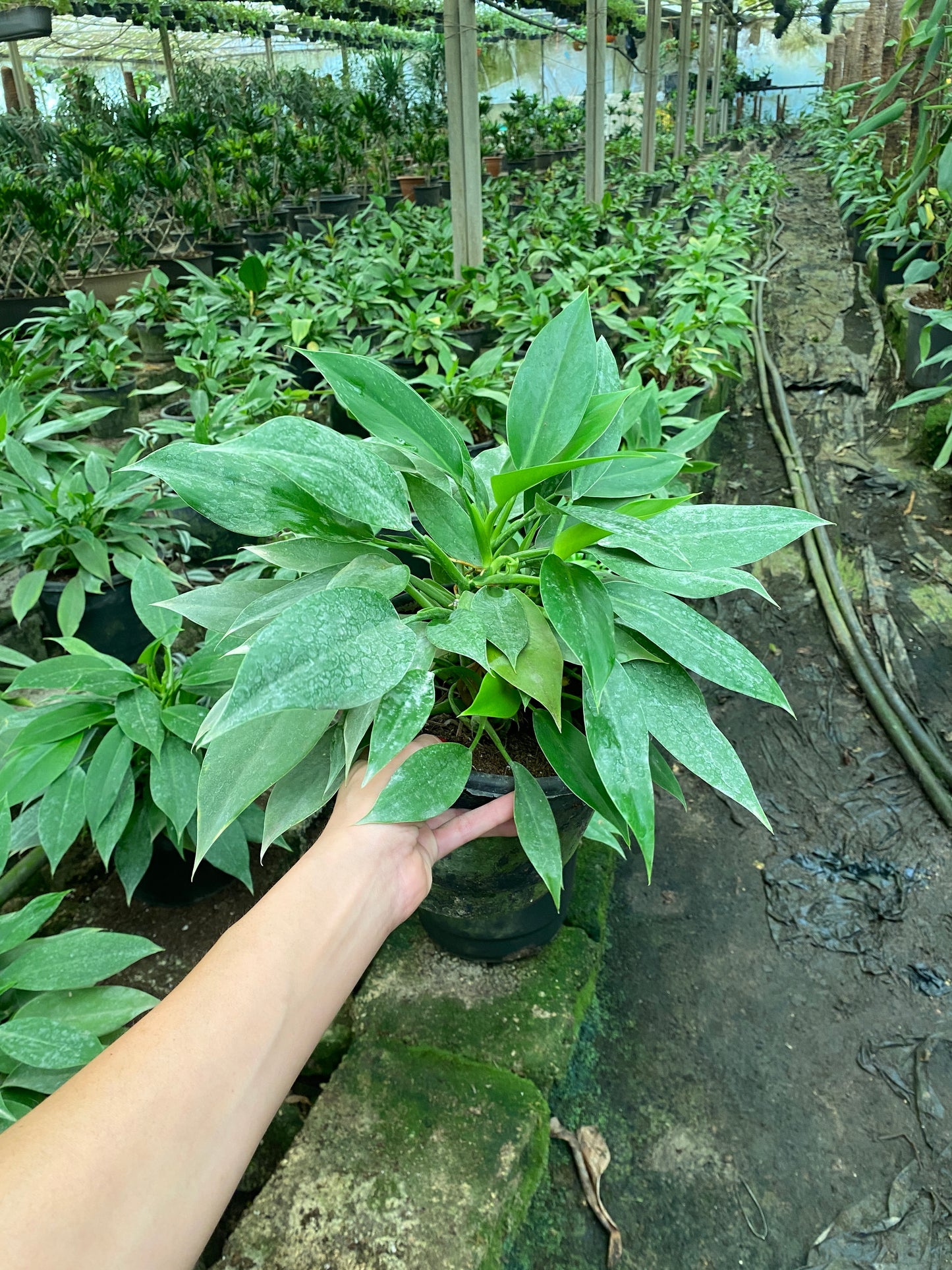Imperial Green Philodendron
