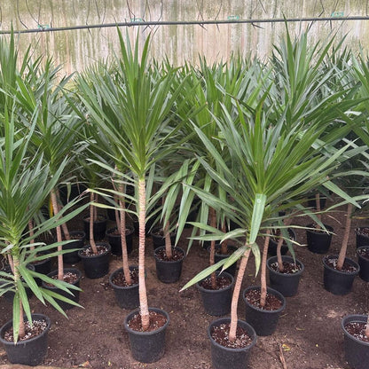 Madagascar Dragon Tree