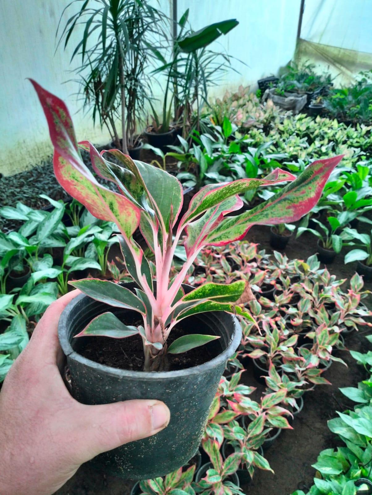 Aglaonema 'Pink Lipstick'