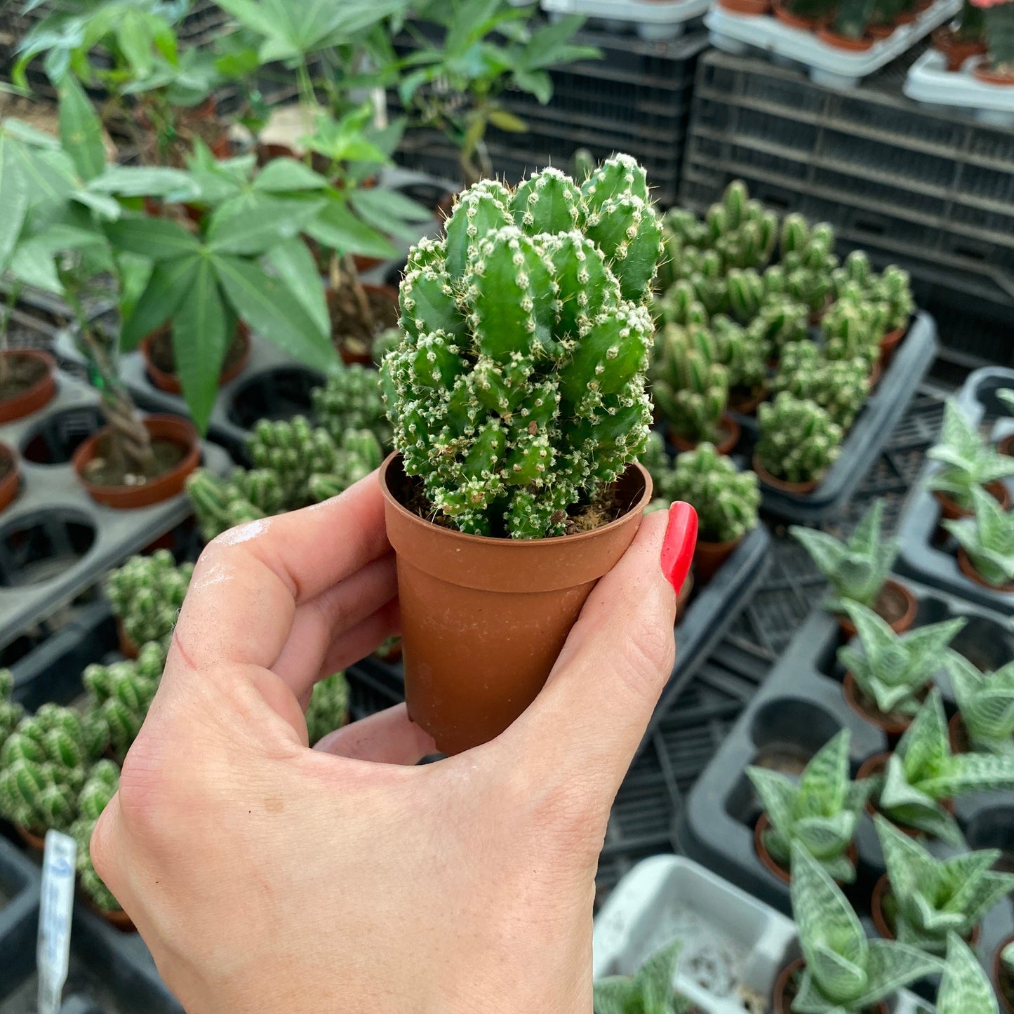 Hand holding a small potted cactus in front of a background of other plants