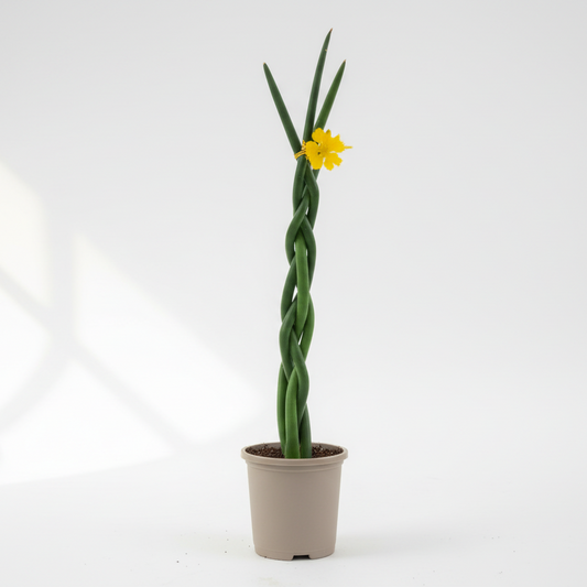 Spear Sansevieria