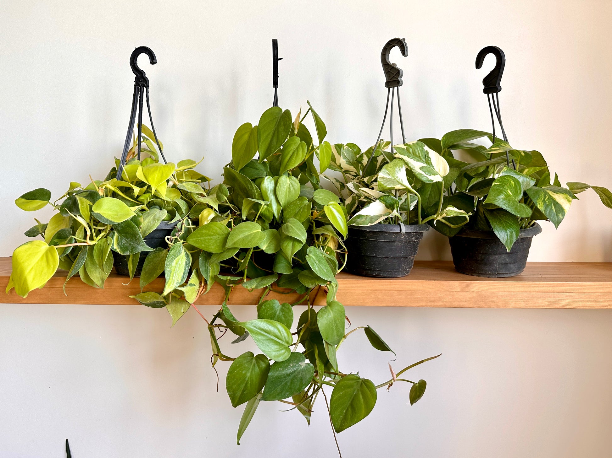 different types of pothos plants