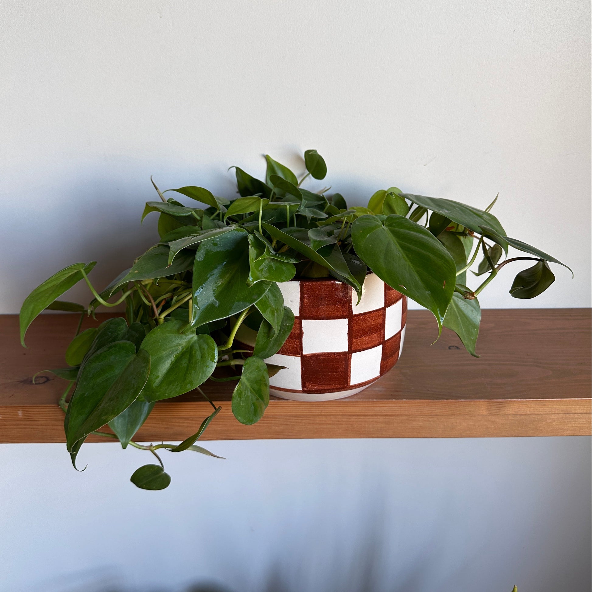 Heartleaf plant in ceramic checkered pot, draped over a wooden frame against a white wall | kaynuna