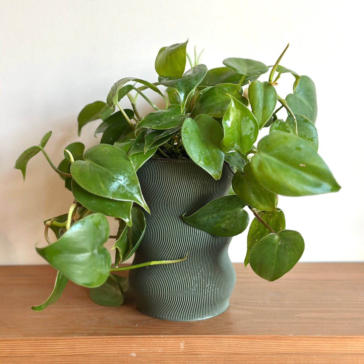 heartleaf in self-watering pot on a wooden surface with a white background | kaynuna